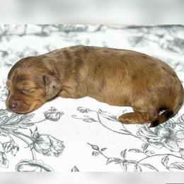 Daisy - Dapple female Dachshund puppy in Stockton, California from Wiggles & Wags Dachshund's
