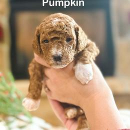 Pumpkin - Red  female Goldendoodle puppy in Saint George, Utah from Ashlee's Goldendoodles