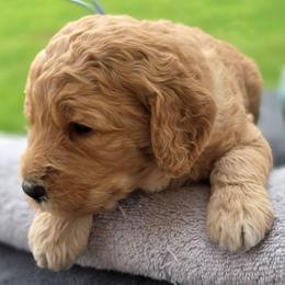 Jacob - light blue collar - Jake - Phantom male Goldendoodle puppy in Phoenix, Arizona from Kerri's Goldendoodles