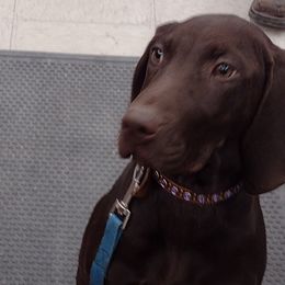 Bocephus - German Shorthaired Pointer puppy in Mechanicsville, Iowa from Apple River Sporting and Detection Dogs