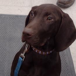 Bocephus - German Shorthaired Pointer puppy in Mechanicsville, Iowa from Apple River Sporting and Detection Dogs