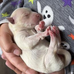 Snow - White male Pomsky puppy in Grandview, Washington from Alyssa’s Pomskies