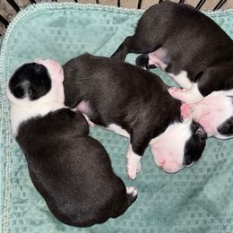 Australian Shepherd and Boston Terrier Puppies from PrimaShowDogs