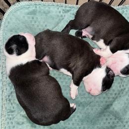 Australian Shepherd and Boston Terrier Puppies from PrimaShowDogs