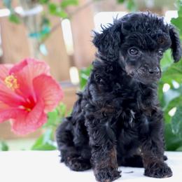 Betsy - Phantom female Poodle puppy in Goliad, Texas from Sassy Lil Aussies and Diamond W Poodles