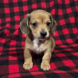 Marge 2K plus fee CKC - Red female Dachshund puppy in Cowen, West Virginia from Bennett Babies