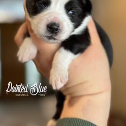 Australian Shepherd, Miniature American Shepherd, Miniature Australian Shepherd, and Toy Australian Shepherd Puppies from Painted Blue Aussies