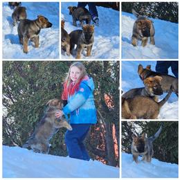 German Shepherd Puppies from Von Thomson Haus