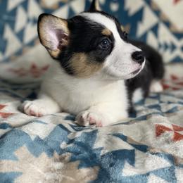 Isabella - Black and tan female Pembroke Welsh Corgi puppy in Rosharon, Texas from Morning Glory Corgis