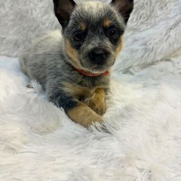 Orange Girl - Blue female Australian Cattle Dog puppy in Kamiah, Idaho from Selway Australian Cattle Dogs