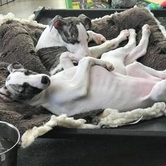 Saluki and Whippet Puppies from Aeolus Salukis & Whippets