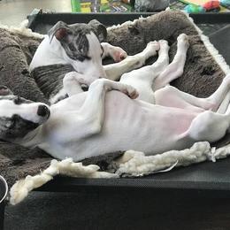 Saluki and Whippet Puppies from Aeolus Salukis & Whippets