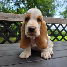 Willie - Red and white male Basset Hound puppy in Denison, Texas from Emma Lou's Baby Bassets