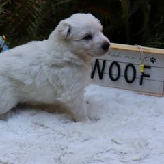 Berger Blanc Suisse Puppies from Apex Winters Wind