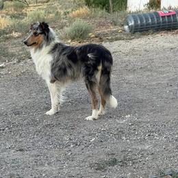 Stolli - Collie