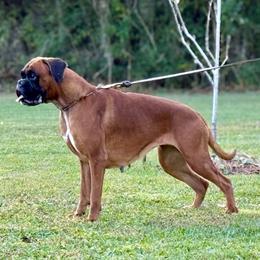 Elsa - Boxer