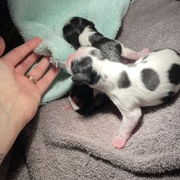 Cavalier King Charles Spaniel Puppies from Cassie’s Cavaliers