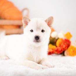 Mizuki - Cream Boy - Cream male Shiba Inu puppy in Neosho, Missouri from Sunny Terrace Shibas