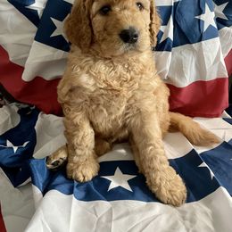 Assorted Doodle Crosses, Goldendoodle, and Poodle Puppies from Kava Kennels