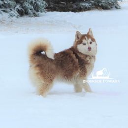 Ruby - Pomsky