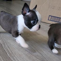 Lily - Seal and white female Boston Terrier puppy in Morristown, Tennessee from Down in the Holler