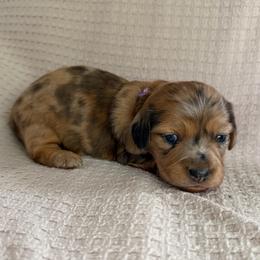 Girl 3 AKC purple - Dapple female Dachshund puppy in Grand Valley, Pennsylvania from Dachshunds on the Hill