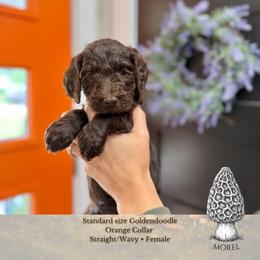 Morel - Orange Collar - Chocolate female Goldendoodle puppy in Garland, Texas from Twilight Doodles
