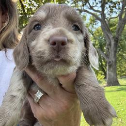 Truffle - Dapple female Dachshund puppy in Bentonville, Arkansas from Boujee Buns Dachshunds