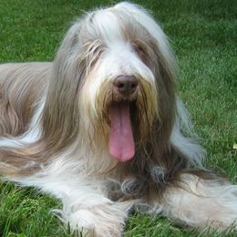Havanese from Judy Higgs' Havanese