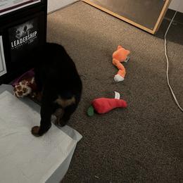 Rottweiler Puppies from Vom Arnold-Hause Rottweilers