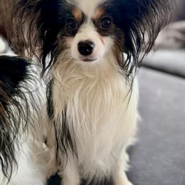 Papillon Puppies from Cloud Papillon