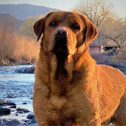 Maui - Labrador Retriever