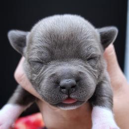 Special K - Staffordshire Bull Terrier puppy from Wild Blue Staffords