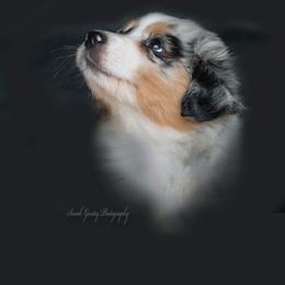 Aussiedoodle and Australian Shepherd Puppies from SS Australian Shepherds and Aussiedoodles