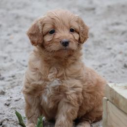 Doobie - Apricot male Aussiedoodle puppy in Central Islip, New York from Fifth Avenue Australian Shepherds
