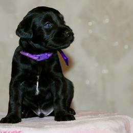 Purple - Black female Australian Labradoodle puppy in Milton, North Carolina from Good Day Doodles