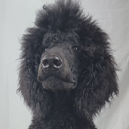 Hank - Poodle