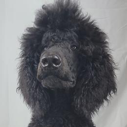 Hank - Poodle