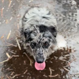 Anastasia - Blue merle female Miniature American Shepherd puppy in Kamuela On The Big Island, Hawaii from Royal Hawaiian Aussies LLC