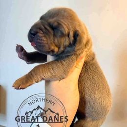 Grinch - Fawn male Great Dane puppy in Sac City, Iowa from Northern Great Danes of Colorado & Iowa