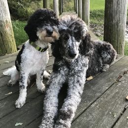 Goldendoodle Puppies from Ohio Down Home Doodles
