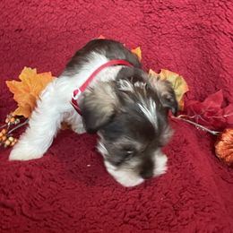 Cupid - Parti female Miniature Schnauzer puppy in Anthony, Florida from Amanda Tragash