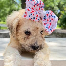 Glory ESA therapy lines - Sable female Schnoodle puppy in Temple, Texas from Schnauzers Of Taylor
