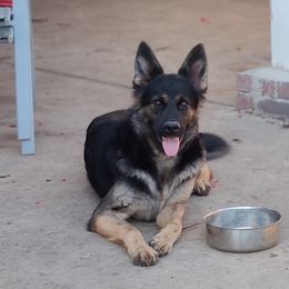German Shepherds from Ehtesham Syed's German Shepherds