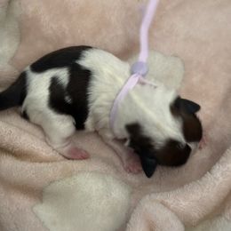 Girl1 - Red and white female Shih Tzu puppy in Covina, California from Shih_doodle_Co