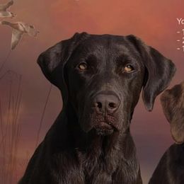 Labrador Retrievers from Big N Kennels, LLC