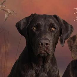Labrador Retrievers from Big N Kennels, LLC