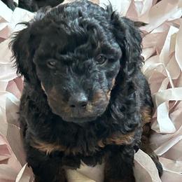 Black phantom girl - Black phantom female Aussiedoodle puppy in Sandwich, Massachusetts from Cape Cod Aussies / Cape Cod Poodles and Doodles