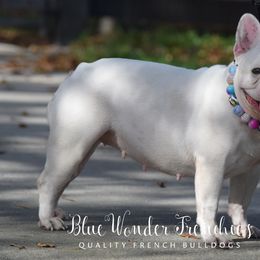 Nesta - French Bulldog