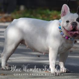Nesta - French Bulldog